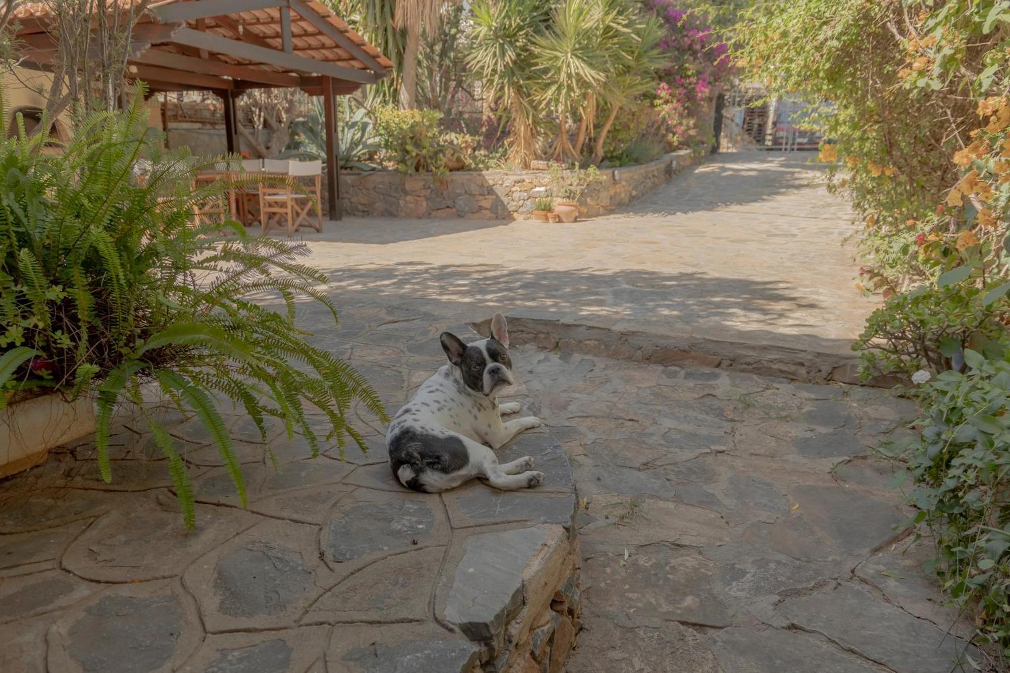 Private Pet Friendly Villa Agios Nikolaos  Exterior photo